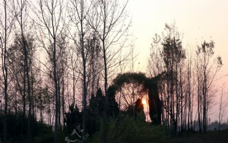 夕阳下的树林