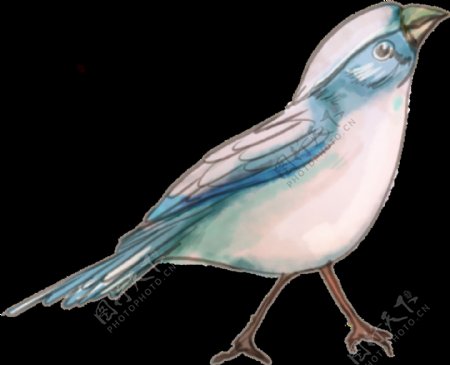 手绘蓝粉色羽毛小鸟透明装饰图案