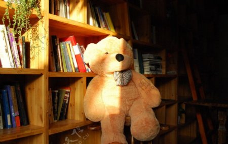 书架和熊