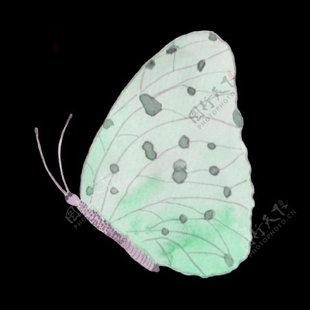 蝴蝶透明装饰图案