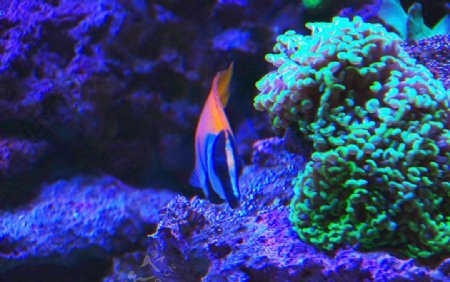 珊瑚礁景观鱼