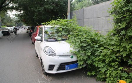 路边的汽车被植物爬满