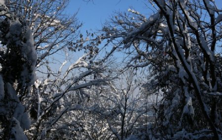 雪满树
