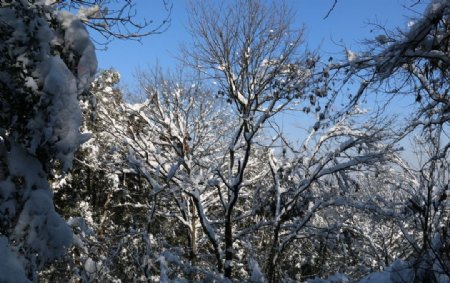 树森白雪