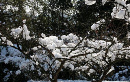 雪与梅