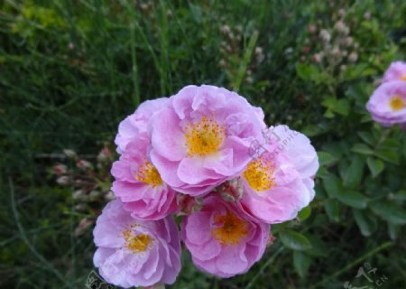 粉红花朵