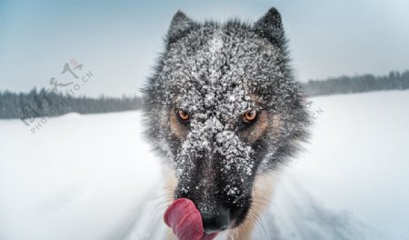 雪地狗