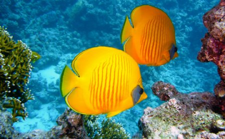 黄色热带鱼特写