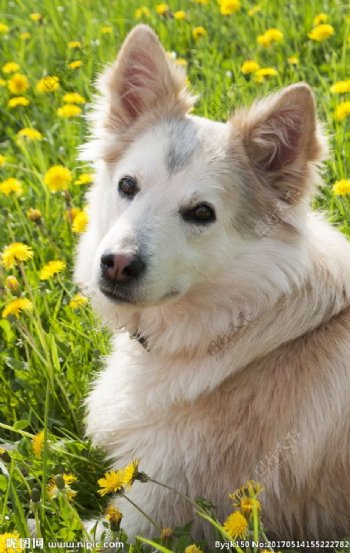 西伯利亚雪橇犬
