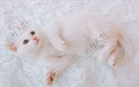 小白猫