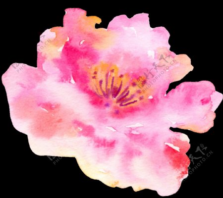绽放粉色花卉卡通透明素材