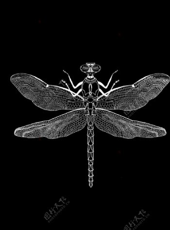 蜻蜓黑白图案