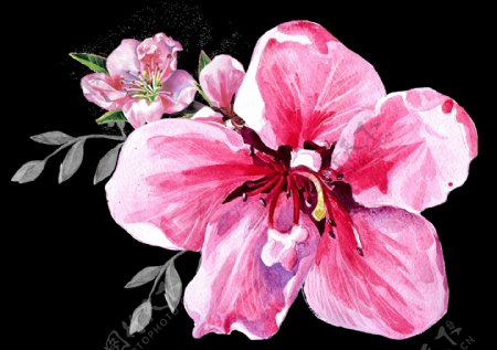 牡丹花卉卡通透明素材