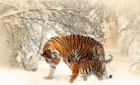 雪地中行走的老虎