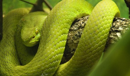 绿皮蛇