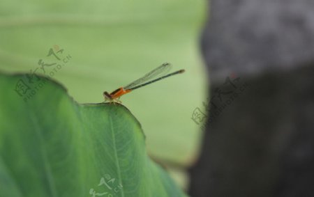 小蜻蜓