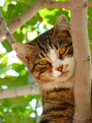 趴在树上玩耍的猫咪