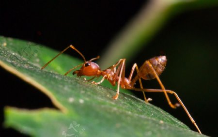 蚂蚁摄影