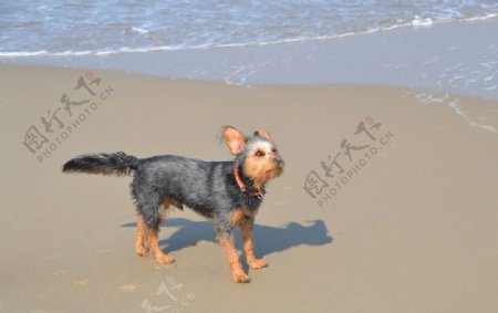 沙滩狗狗