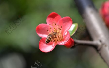 采花蜂