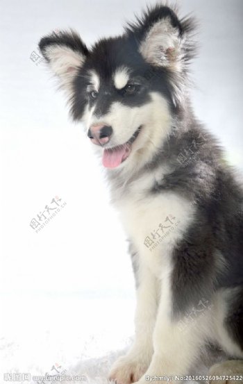 白色阿拉斯加雪橇犬