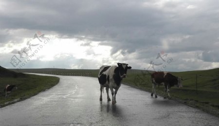 公路上的牛