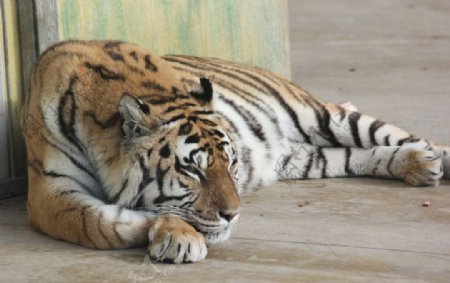 躺着的老虎