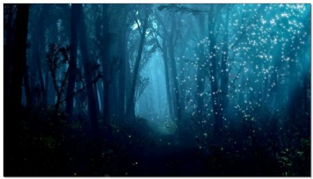 梦幻蓝色森林视频素材