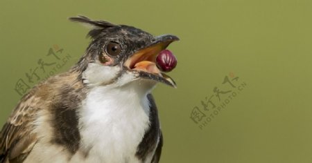 小鸟吃水果