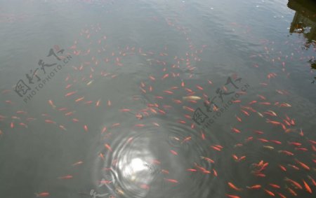 水池鱼群