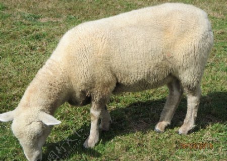 澳洲绵羊澳洲羊白羊