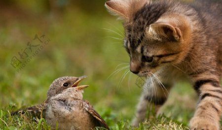 猫与小鸟