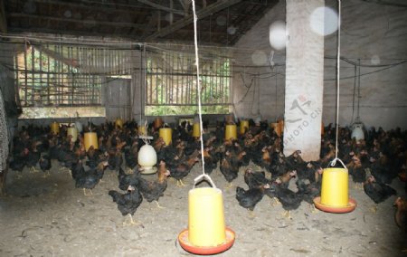 黑鸡养殖场