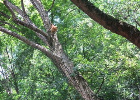 爬树的猴子