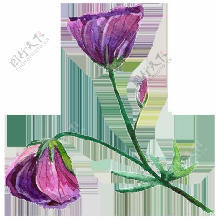 紫色花朵水彩透明花朵素材