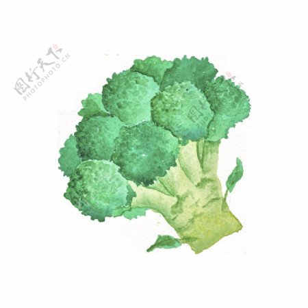 绿色手绘西兰花卡通蔬菜厨房透明素材