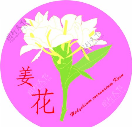 姜花logo
