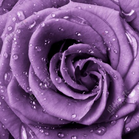 紫色玫瑰装饰画素材