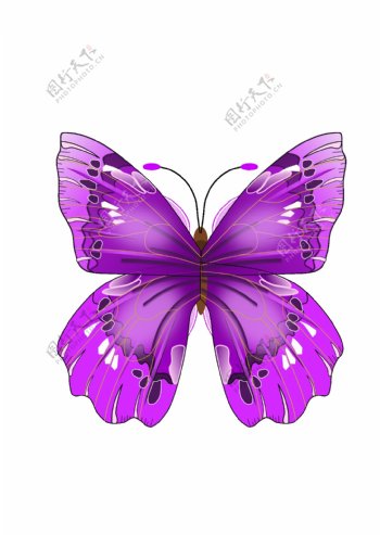 手绘紫色蝴蝶免抠png透明图层素材
