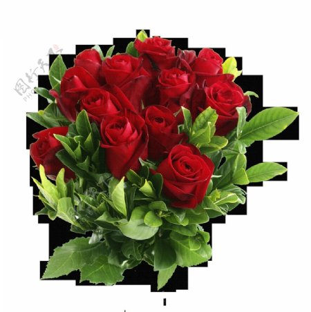 一束红玫瑰花朵免抠png透明图层素材