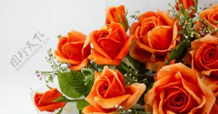 橙色玫瑰花束