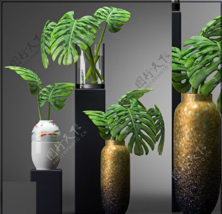 室内植物模型