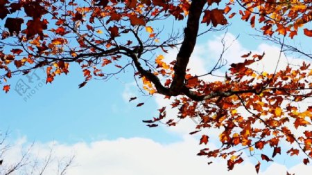 秋季被风刮落的叶子实拍视频素材