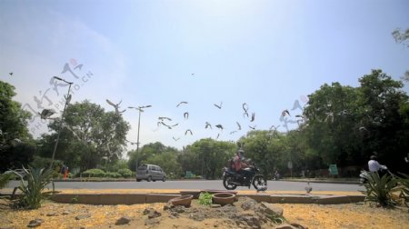 成群的鸽子被印度十字路口吓了一跳