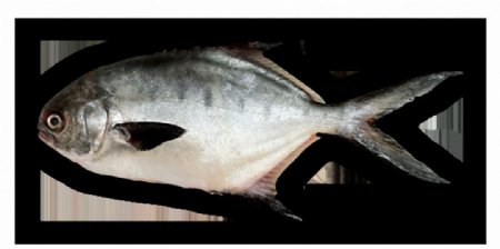 漂亮扁平的鱼免抠png透明素材