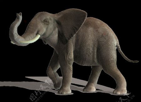 走路的深褐色大象免抠png透明素材