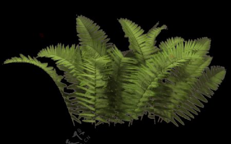 蕨类灌木丛免抠png透明图层素材