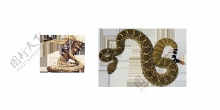 响尾蛇蛇免抠png透明图层素材