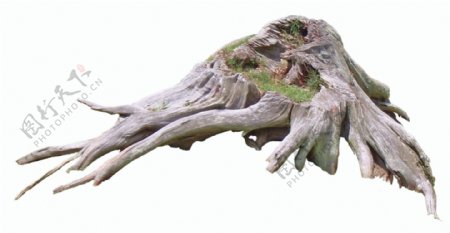 一颗枯木树桩