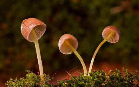 小蘑菇高清摄影